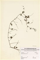 藏品(小葉括根)的圖片